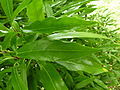 120px-P1000351_Aucuba_japonica_(Salicifolia)_(Aucubaceae)_Leaf.jpg